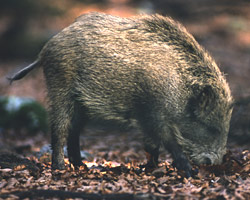 Il Cinghiale Foto di Milko Marchetti