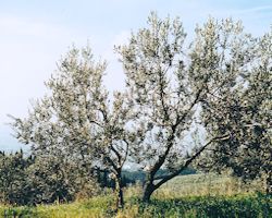 L'Ulivo Foto di Massimo Lavacchi