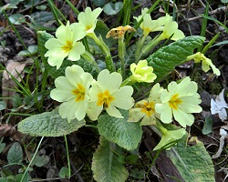 La Primula