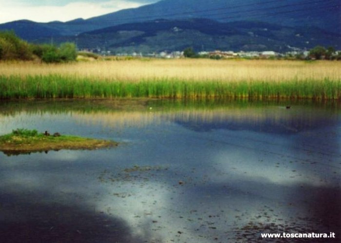 Particolare dello stagno poco profondo detto ''Lago Calice''