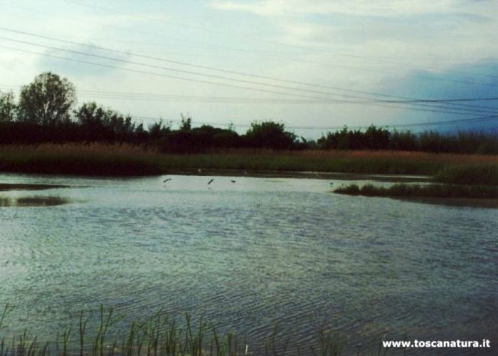 Lo stagno d'acqua profonda detto ''Lago Morello'' . ''Ospiti'' in volo radente sull'acqua