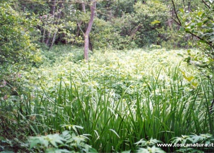 Veduta dell’ANPIL del Bosco di Tanali