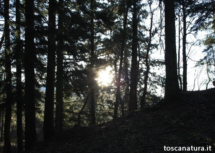 Il bosco di Vallombrosa