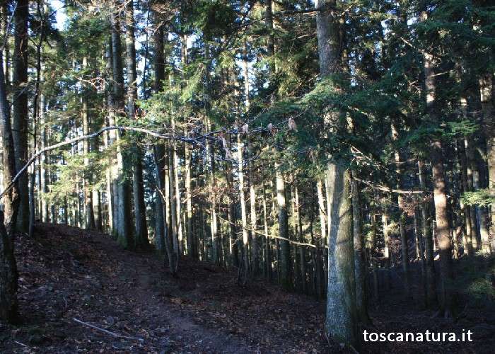 Il bosco di Vallombrosa