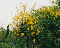 La Ginestra Foto di Massimo Lavacchi