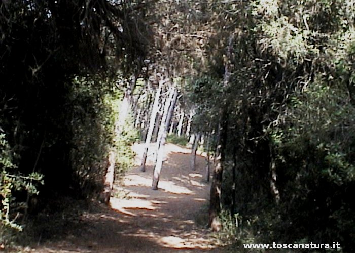 Riserva Naturale dello Stato Tomboli di Cecina