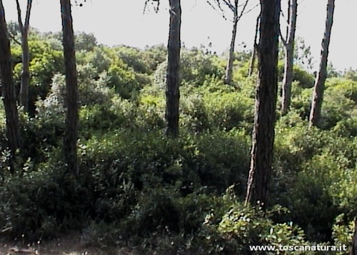 La Pineta e la macchia mediterranea della Riserva Naturale