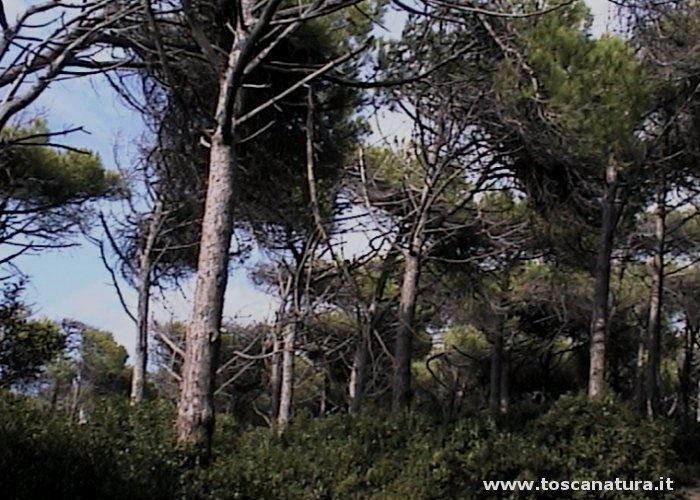 La Pineta e la macchia mediterranea della Riserva Naturale