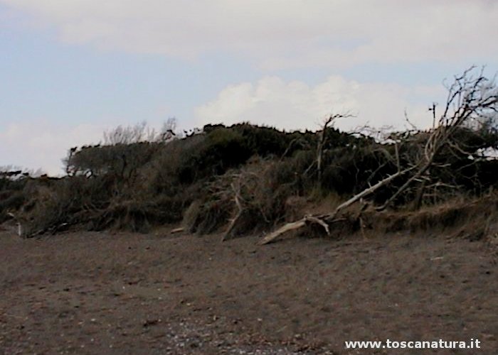 La spiaggia e le dune della Riserva Naturale