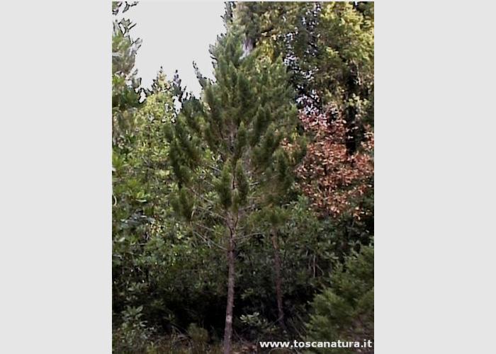 La ricrescita spontanea del bosco
